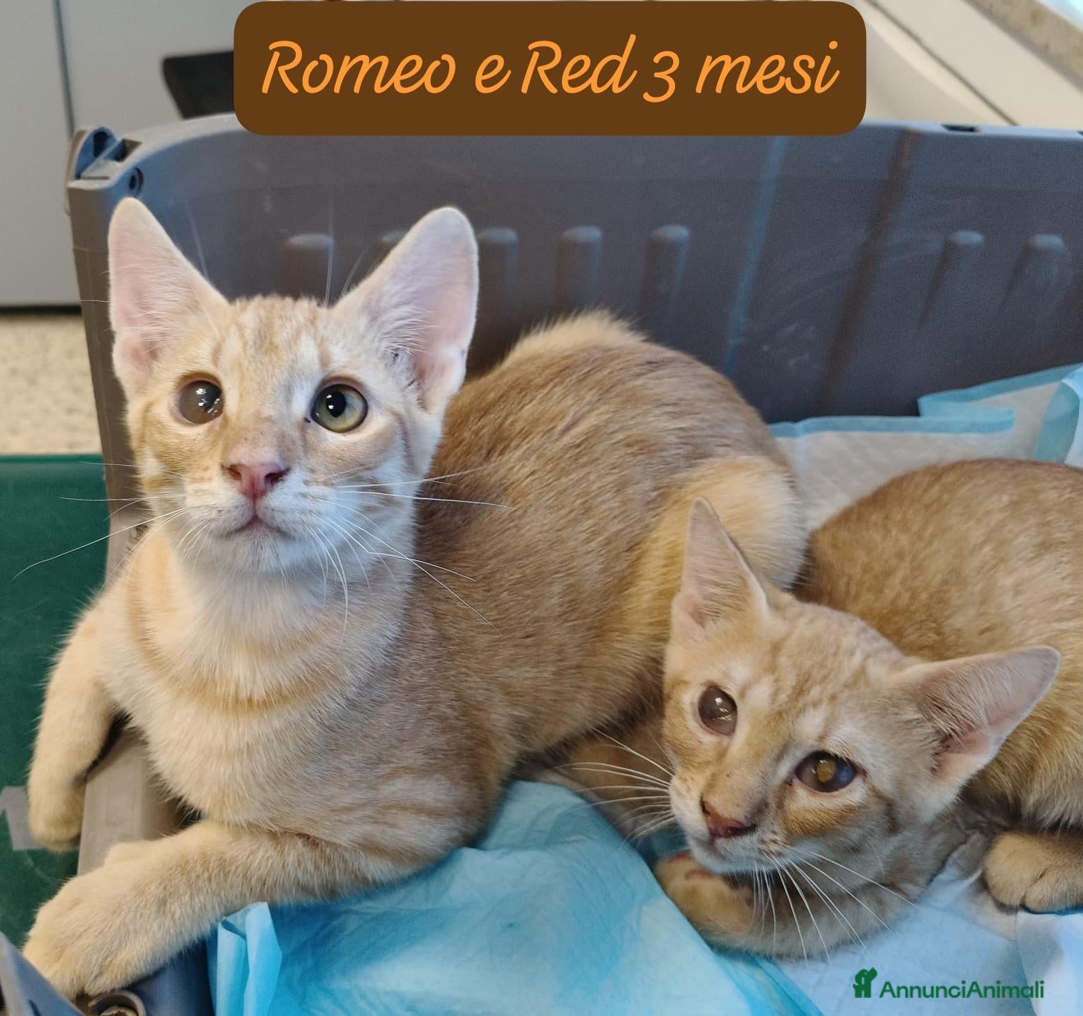 Altre razze gatti in regalo: Tanti gattini desiderosi di trovare famiglia  - Annuncio 3