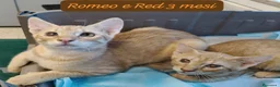 Altre razze gatti in regalo: Tanti gattini desiderosi di trovare famiglia  a Provincia di Bergamo - Annuncio 1