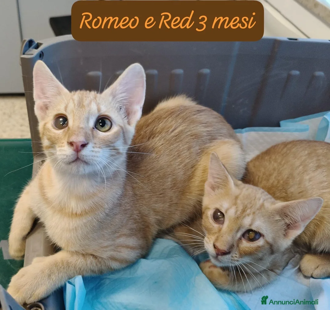 Altre razze gatti in regalo: Tanti gattini desiderosi di trovare famiglia  a Provincia di Bergamo - Annuncio 1