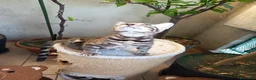 Bengala gatti in vendita: laun splendore cucciola Bengala 🥰  - Annuncio 19