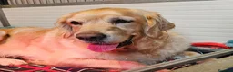 Golden Retriever cani in vendita: CUCCIOLI GOLDEN RETRIEVER - Annuncio 9
