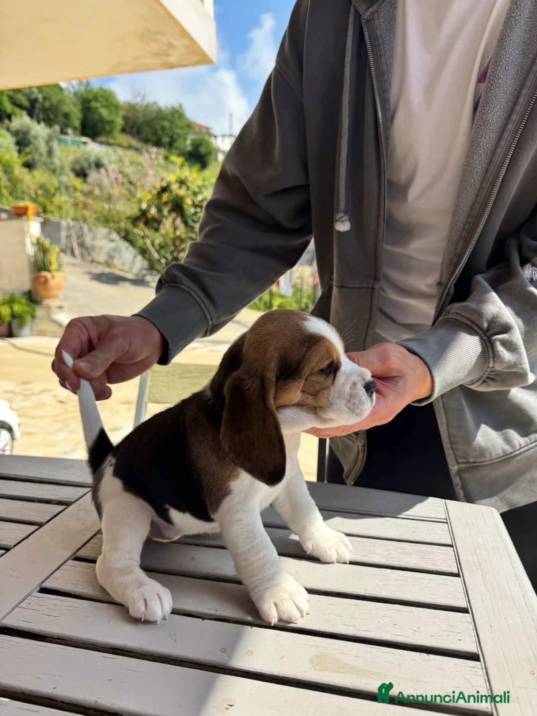 Beagle cani in vendita: Vendo cuccioli di Beagle  - Annuncio 2