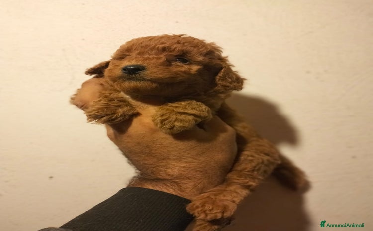 Barboncino Toy cani - Annuncio 2