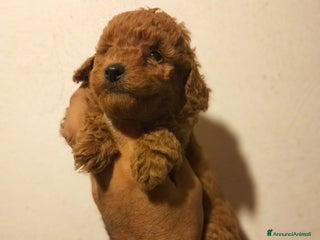 Barboncino Toy cani Cuccioli di barboncini toy - Annuncio 7