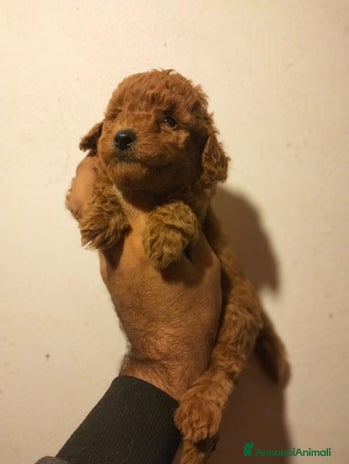 Barboncino Toy cani - Annuncio 2