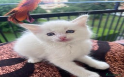 Ragdoll gatti in vendita: Ragdoll a Città Metropolitana di Torino - Immagine 1