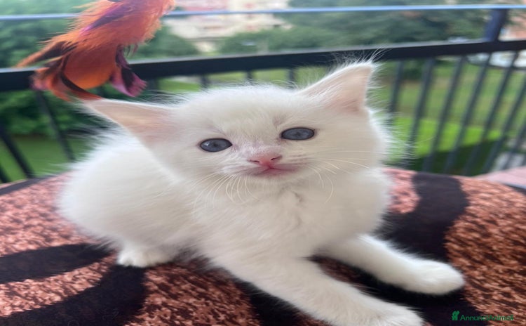 Ragdoll gatti a Città Metropolitana di Torino - Annuncio 2