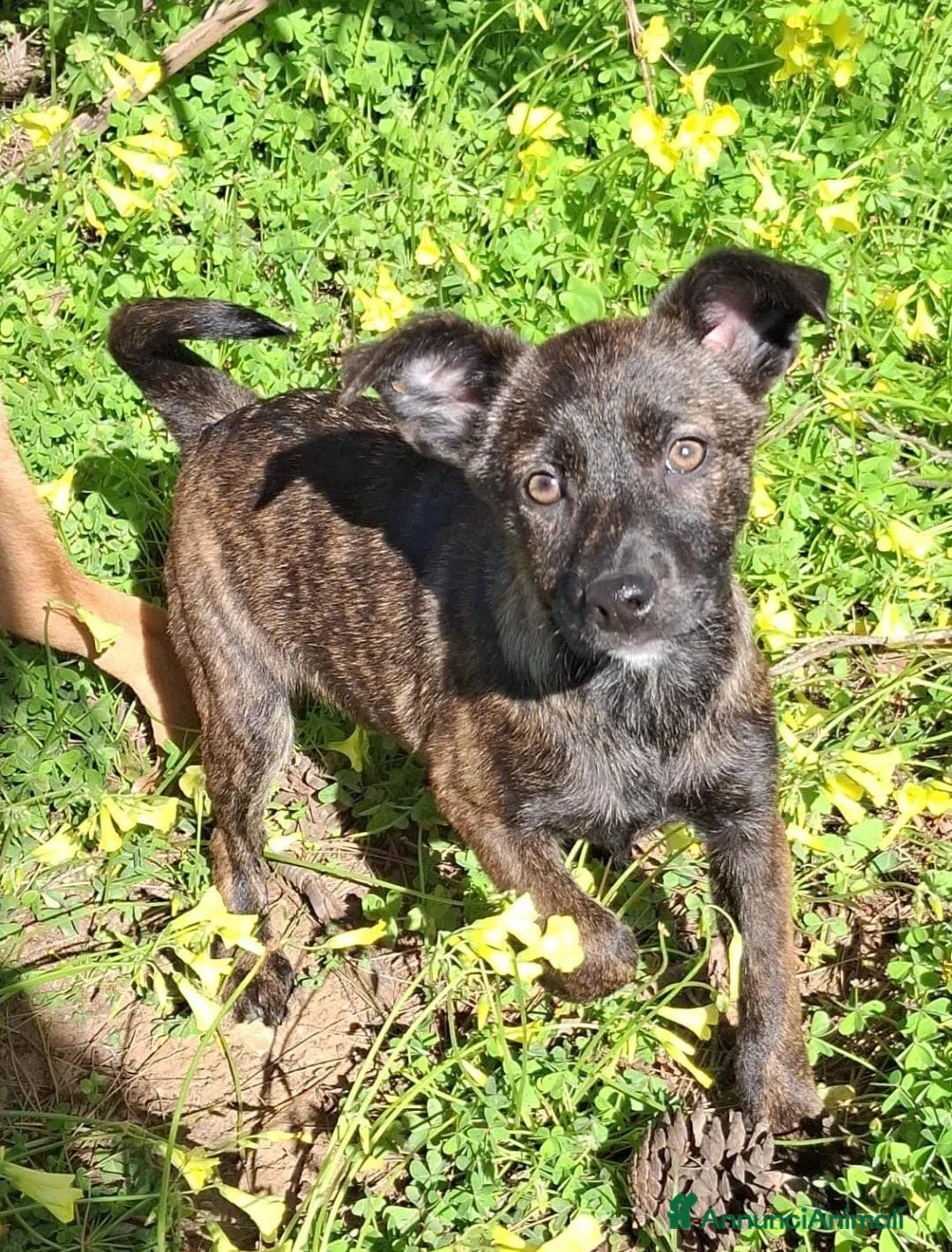 Meticcio cani in regalo: MARGOT 🩷 - cucciola super dolce cerca casa 🙏🏻 - Annuncio 7