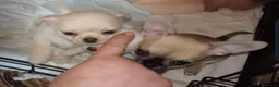 Chihuahua cani in vendita: Cuccioli di chihuahua PEDIGREE ENCI, - Annuncio 18