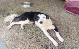 Border Collie cani in regalo: WILLOW, fantastica mix BORDER COLLIE! - Immagine 9