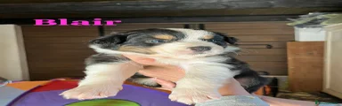 Australian Shepherd Cucciolo 6