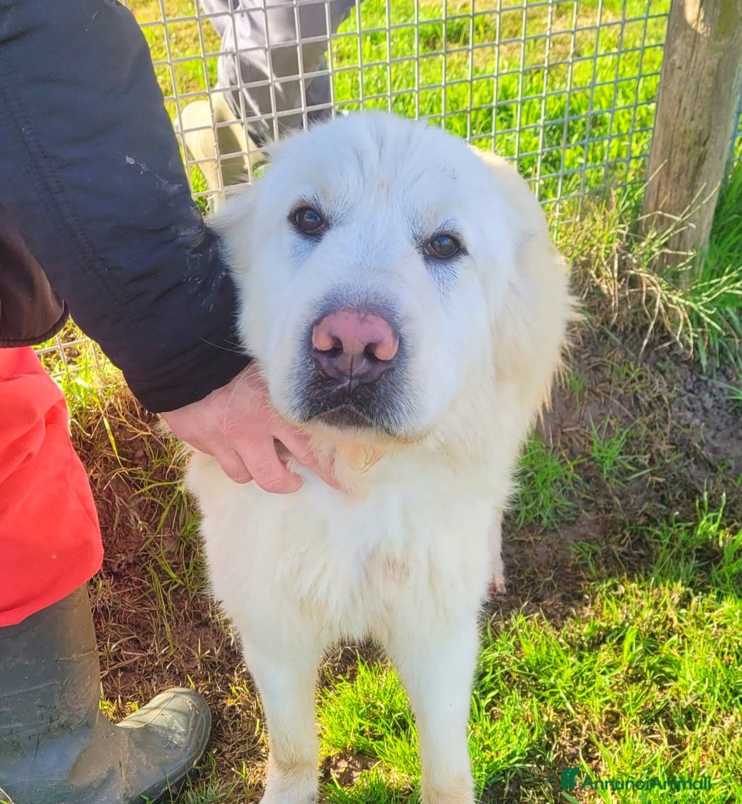 Pastore Maremmano cani Lucius, cucciolone di pastore maremmano  - Annuncio 12