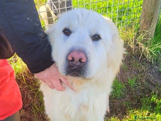 Pastore Maremmano cani Lucius, cucciolone di pastore maremmano - Annuncio 12