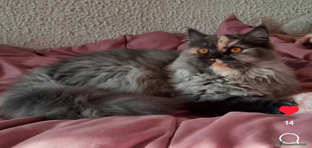 Immagine della galleria {{count}}