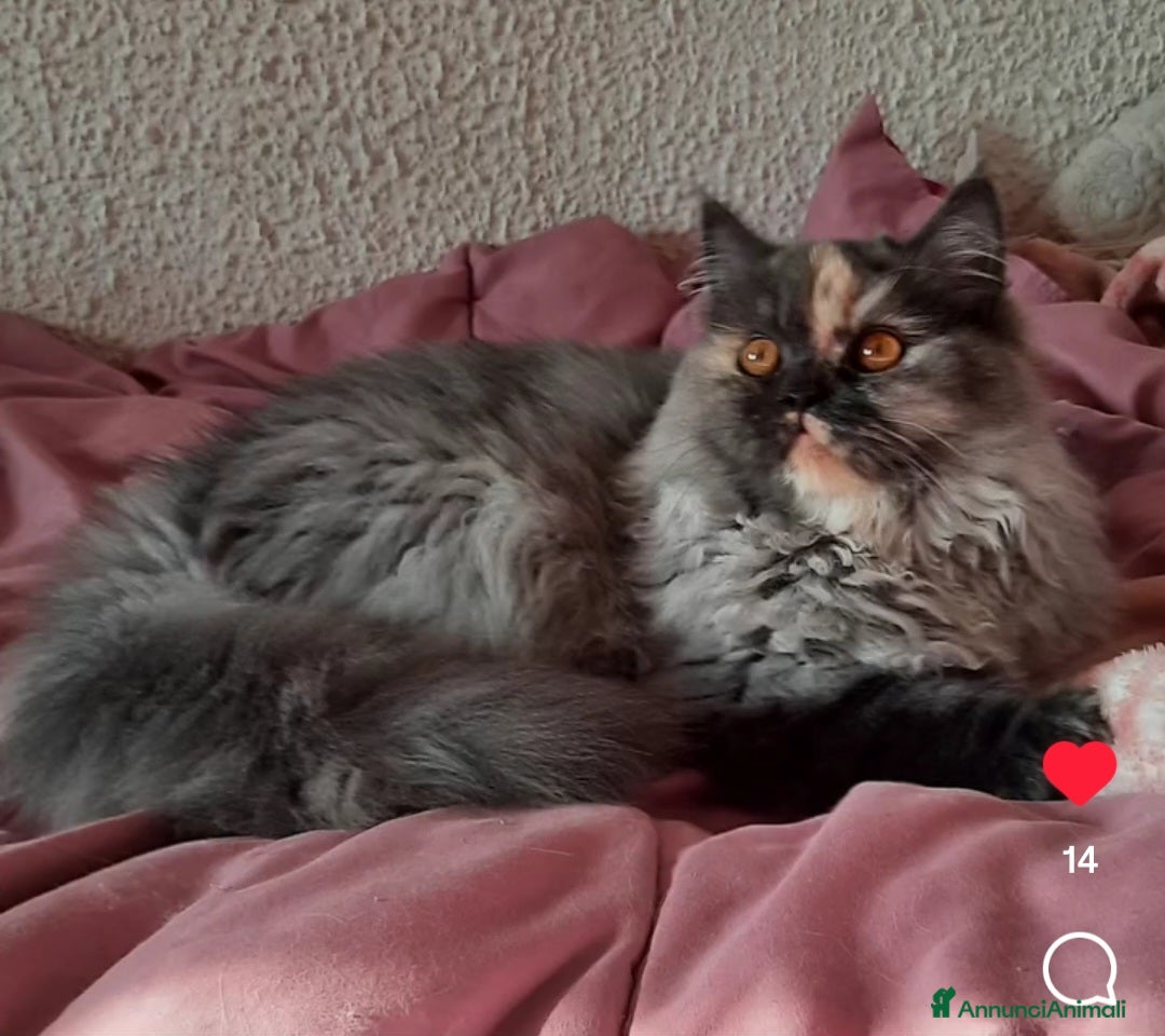 Immagine della galleria {{count}}