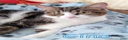Europeo gatti in regalo: #GAIA E #GINO CERCANO CASA A ROMA! a Città metropolitana di Roma Capitale - Annuncio 6