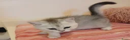 Scottish gatti in vendita: Cuccioli Straight/Fold  - Annuncio 2