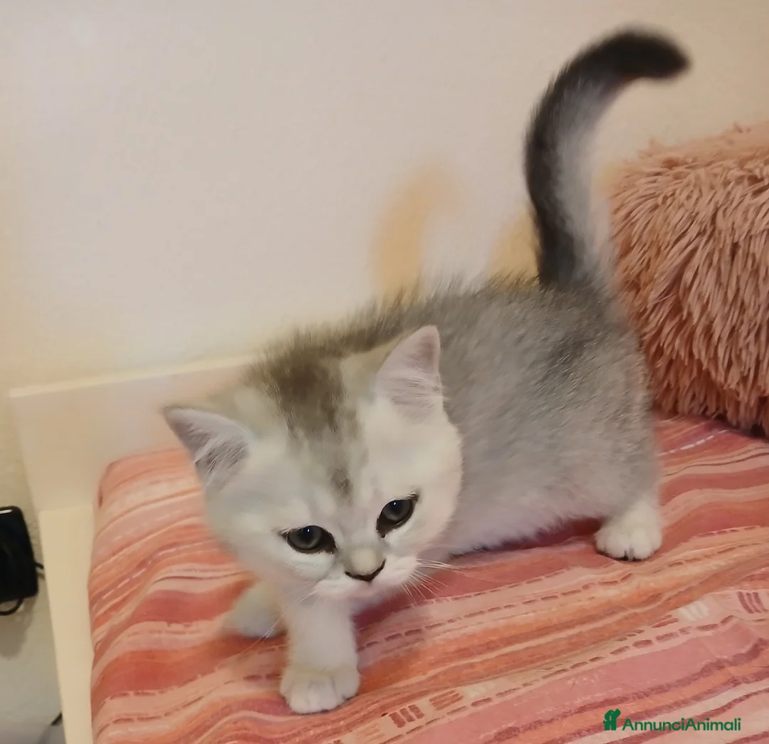 Scottish gatti in vendita: Cuccioli Straight/Fold  - Annuncio 2
