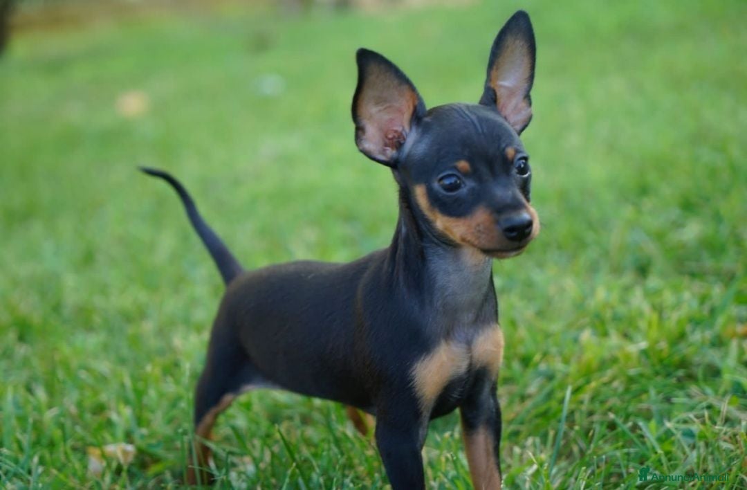Pinscher Miniatura cani Cuccioli pinscher nano  - Annuncio 7