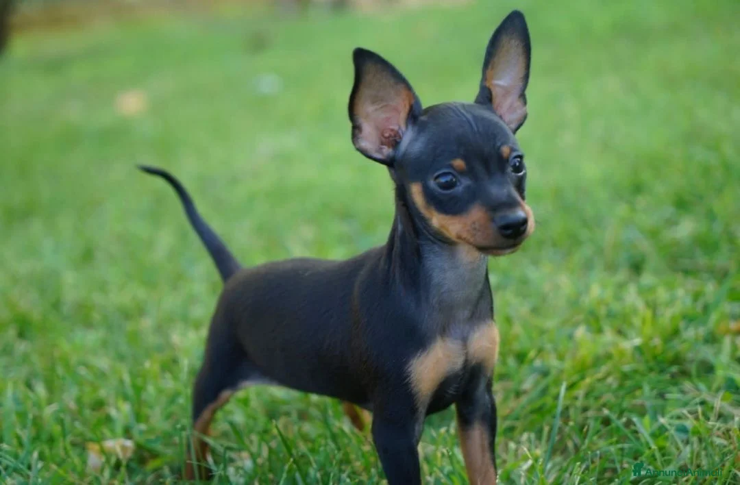 Pinscher Miniatura cani in vendita: Cuccioli pinscher nano  - Annuncio 1