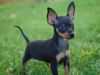 Pinscher Miniatura cani Cuccioli pinscher nano - Annuncio 3