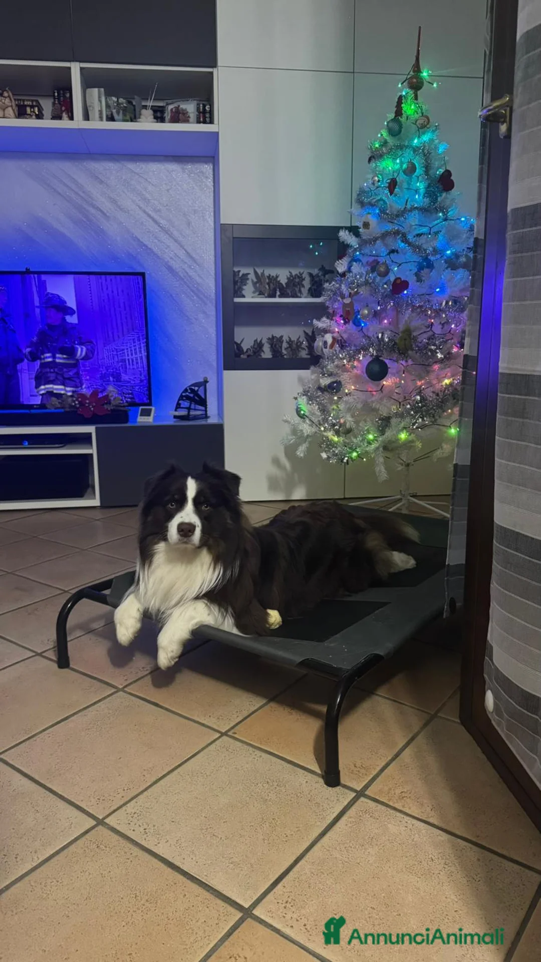Australian Shepherd cani per accoppiamento: Maschio Pastore Australiano a Città metropolitana di Milano - Annuncio 2