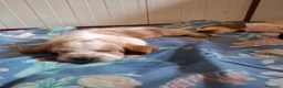 Bassethound cani in vendita: Meravigliosi Cuccioli di Bassethound  - Annuncio 11