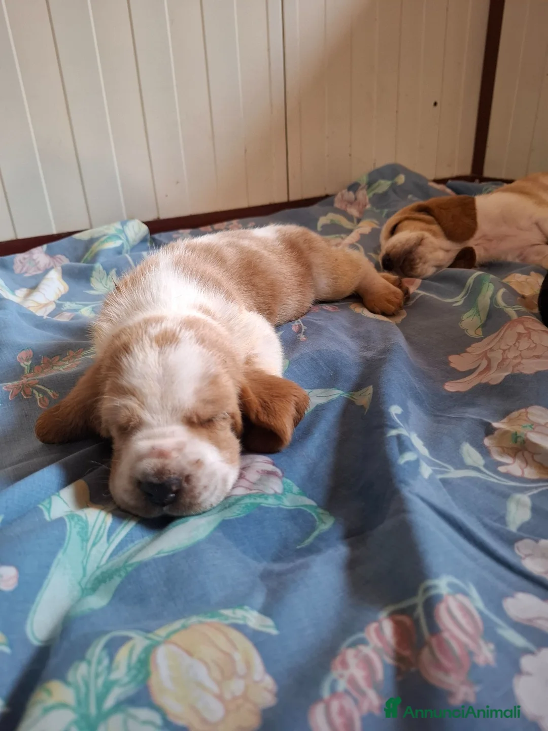 Bassethound cani in vendita: Meravigliosi Cuccioli di Bassethound  - Annuncio 11