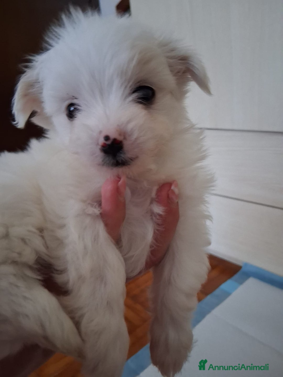 Maltese cani in vendita: Cucciole Maltese  - Annuncio 8