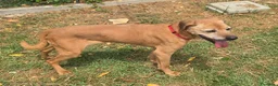 Meticcio cani in regalo: Seme 13 anni Taglia media  - Annuncio 2