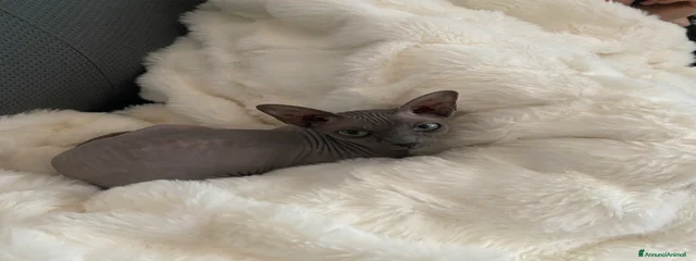 Elsa