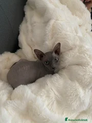 Elsa