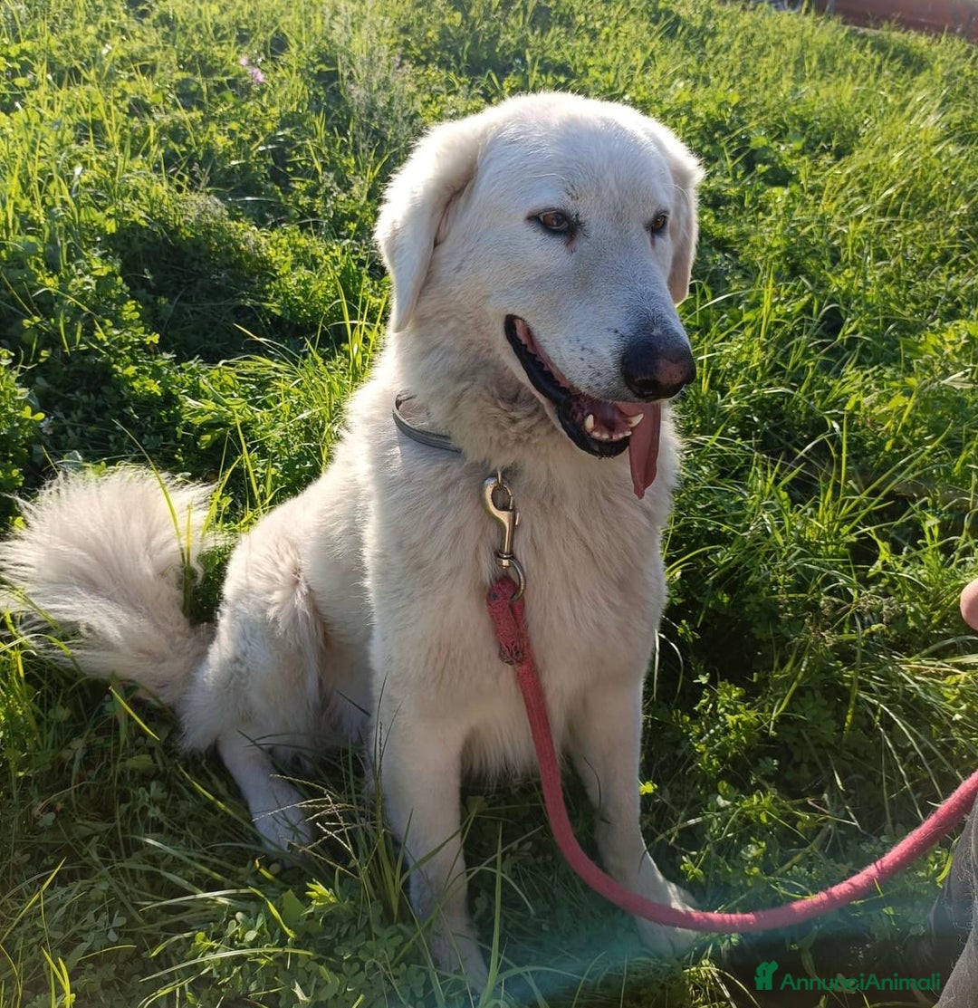 Pastore Maremmano cani in regalo: Tony dolce Angelo di 4 anni sogna la libertà  - Annuncio 5