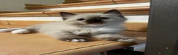Ragdoll gatti in vendita: Cuccioli ragdoll a Provincia di Modena - Annuncio 7