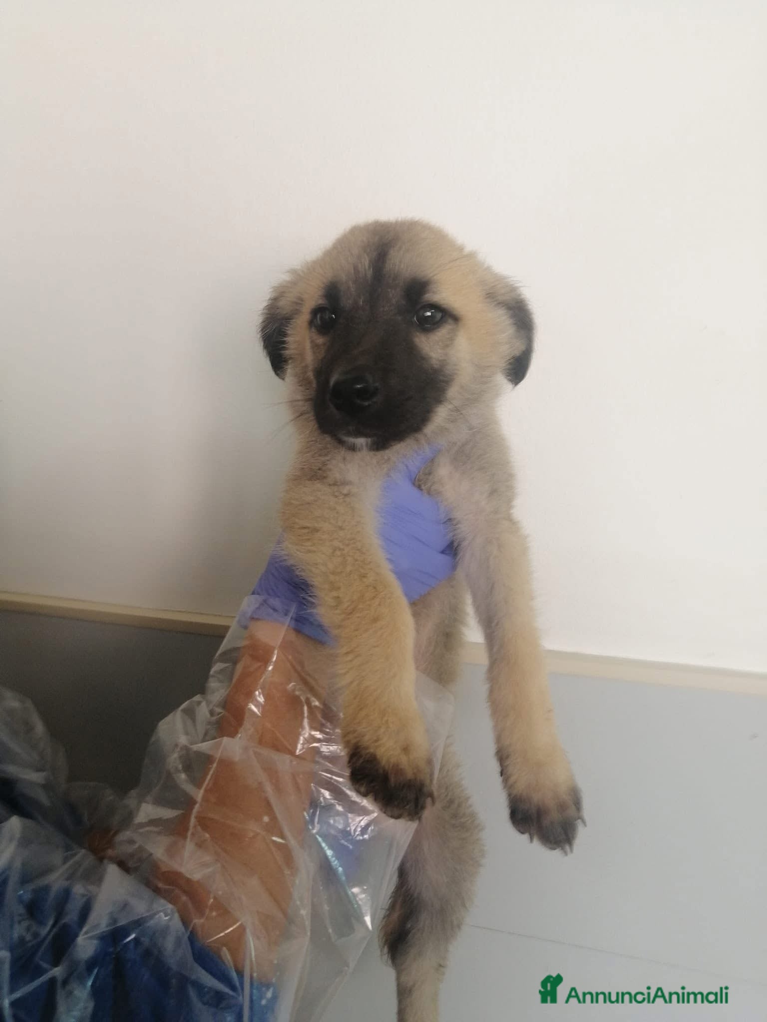 Meticcio cani Hulk ceca casa!!  - Annuncio 2