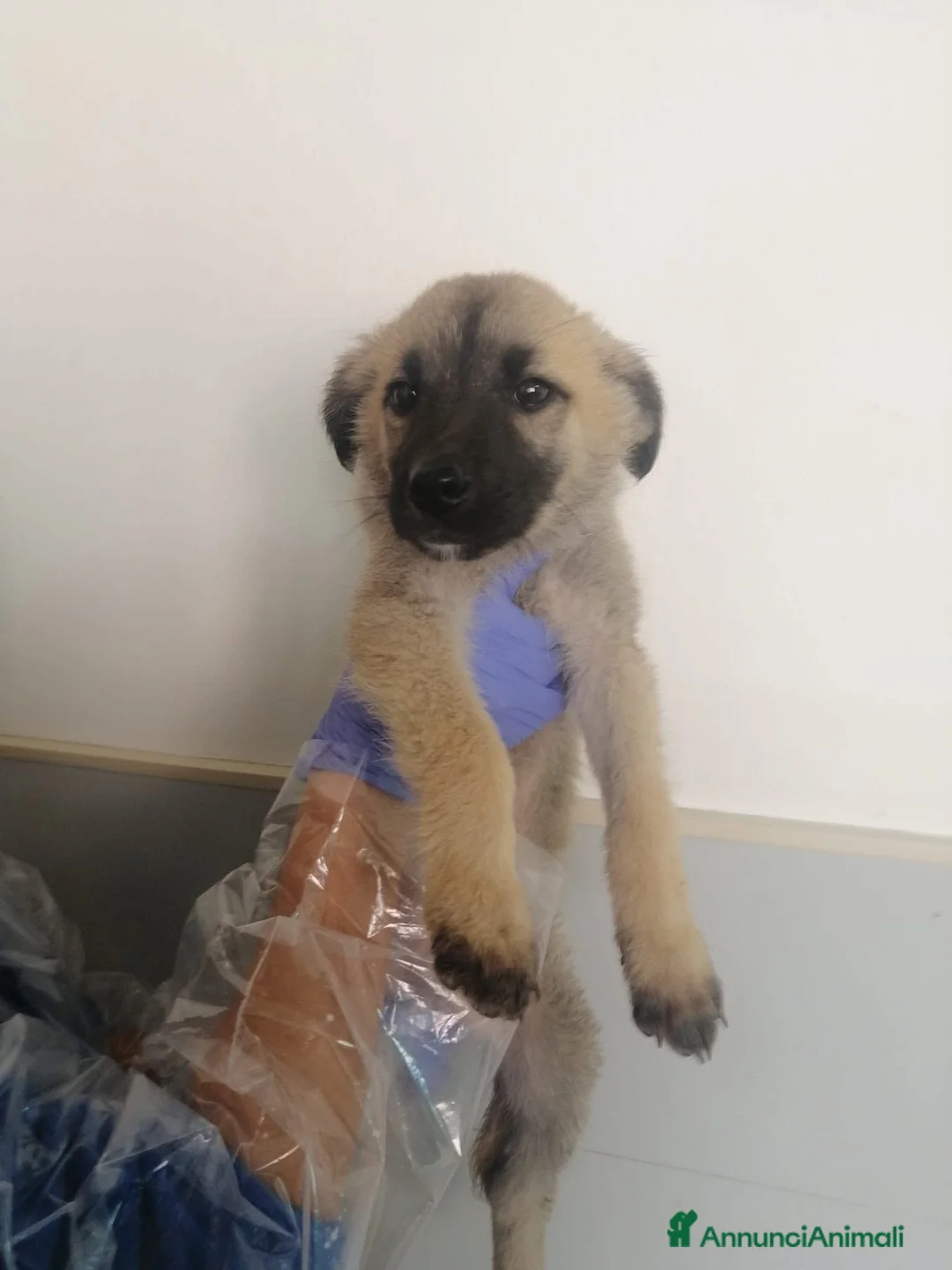 Meticcio cani in regalo: Hulk ceca casa!!  - Annuncio 2