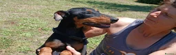 Meticcio cani in regalo: DUCA TUTTA LA DOLCEZZA DEL MONDO IN 10 KG... - Annuncio 1