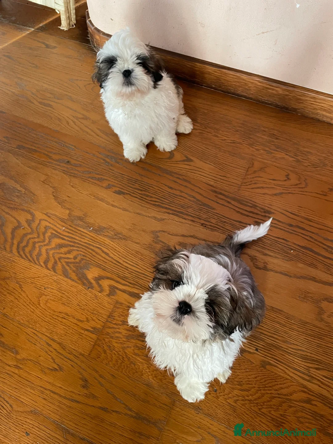 Shih Tzu cani in vendita: Cuccioli di shihtzu  - Annuncio 2