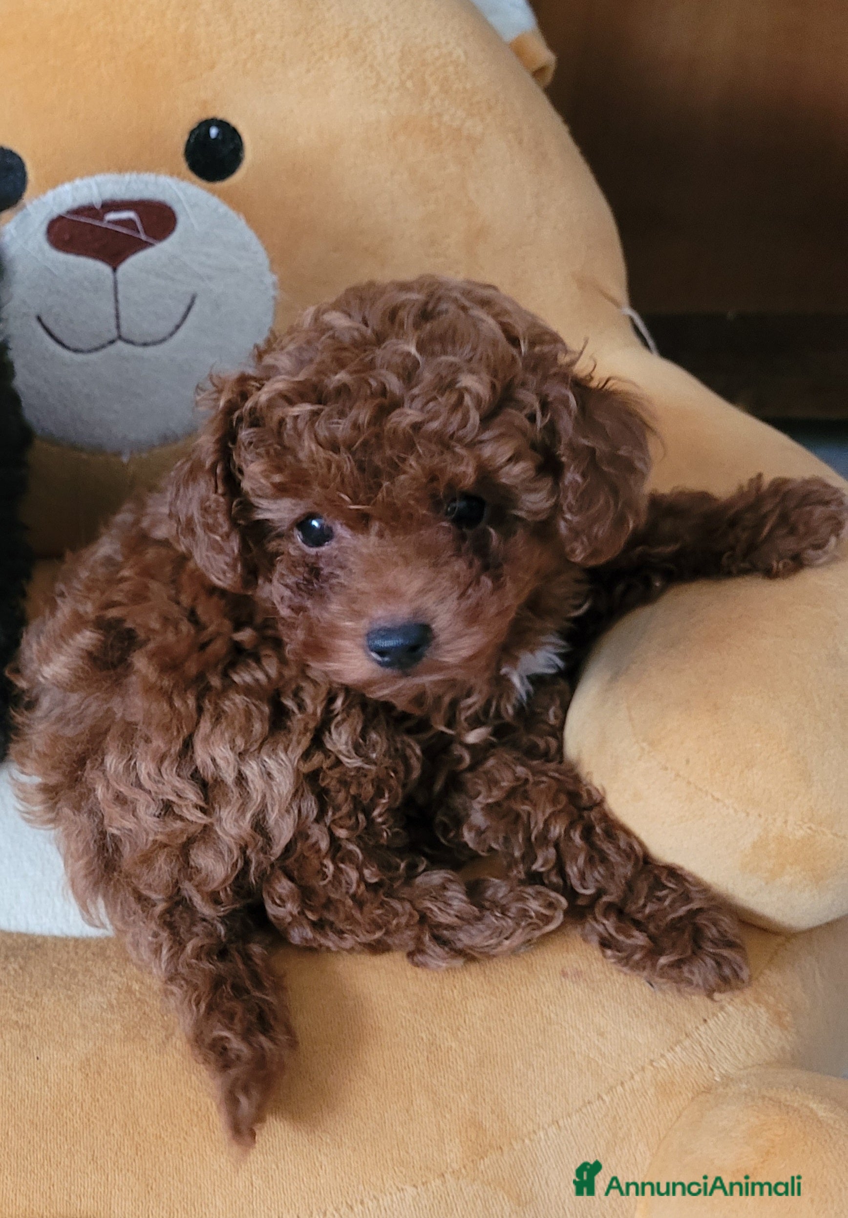 Barboncino Toy cani BARBONCINO FEMMINA  MINITOY - Annuncio 1