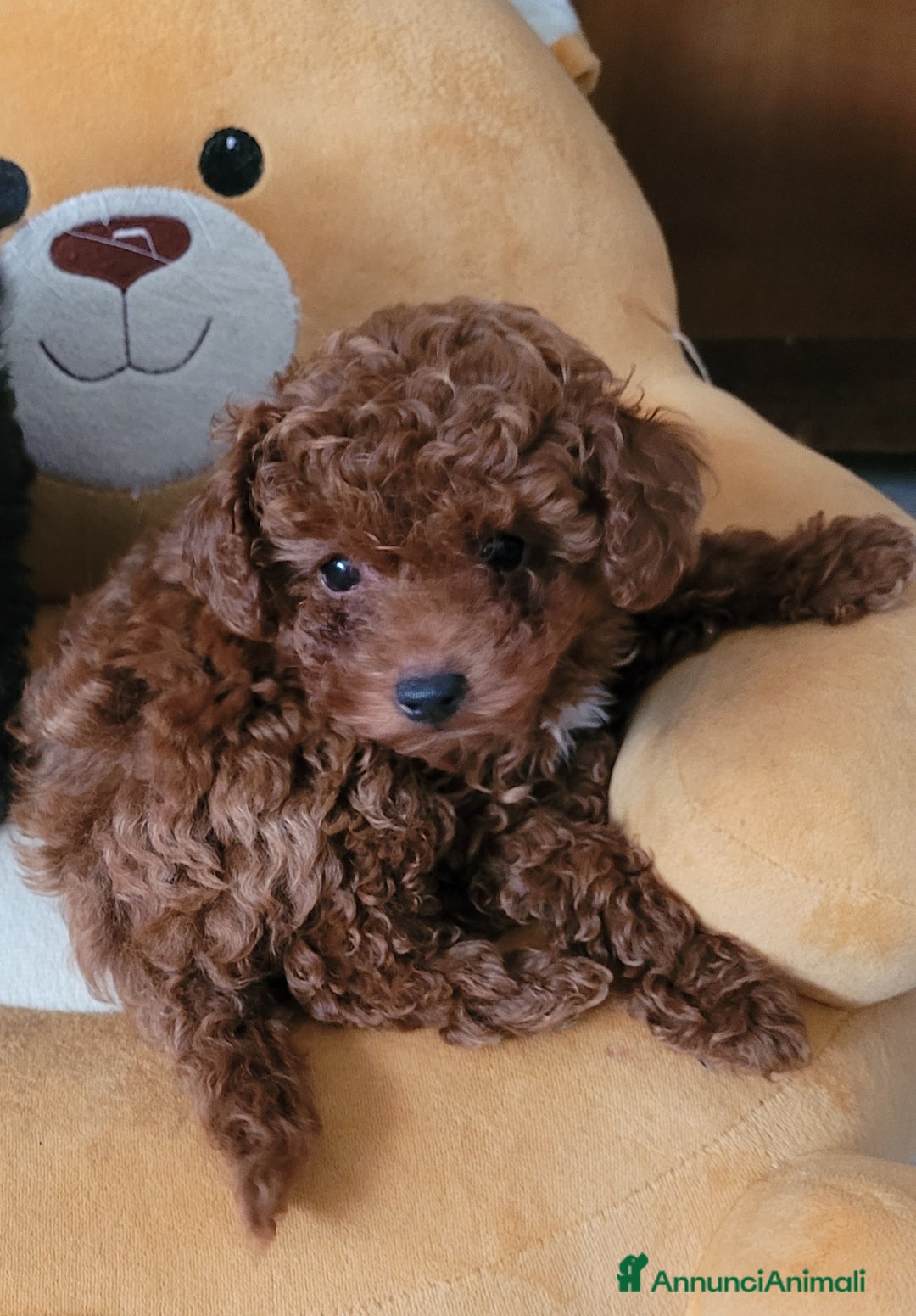 Barboncino Toy cani in vendita: BARBONCINO FEMMINA  MINITOY - Annuncio 1