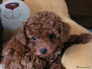 Barboncino Toy cani BARBONCINO FEMMINA MINITOY - Annuncio 1