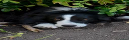 Border Collie cani per accoppiamento: Border Collie maschio con pedigree ENCI per monta a Provincia di Perugia - Annuncio 2