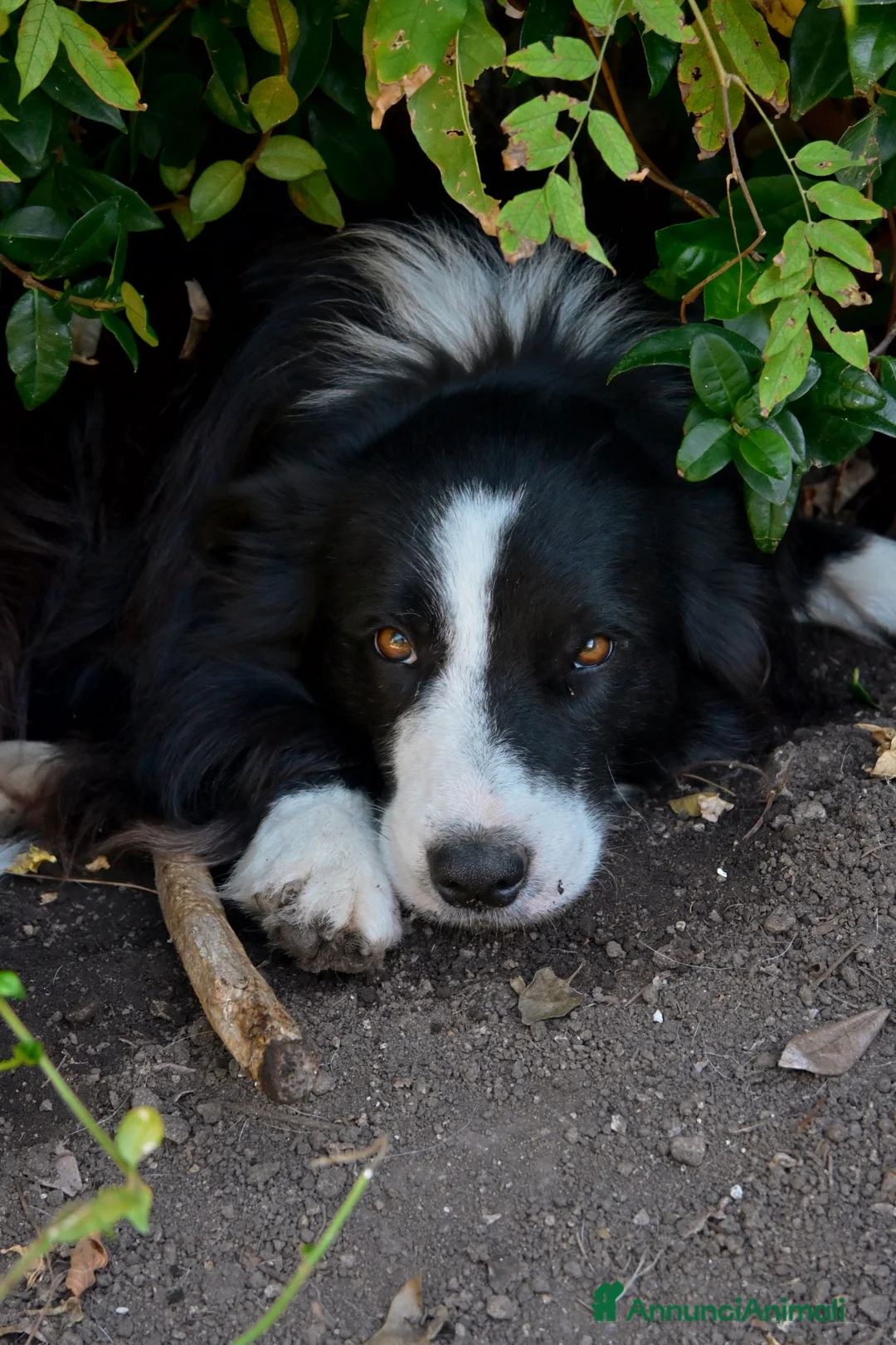 Border Collie cani per accoppiamento: Border Collie maschio con pedigree ENCI per monta a Provincia di Perugia - Annuncio 2