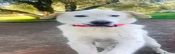 Meticcio cani in regalo: Femmine taglia media 2 mesi - Annuncio 2