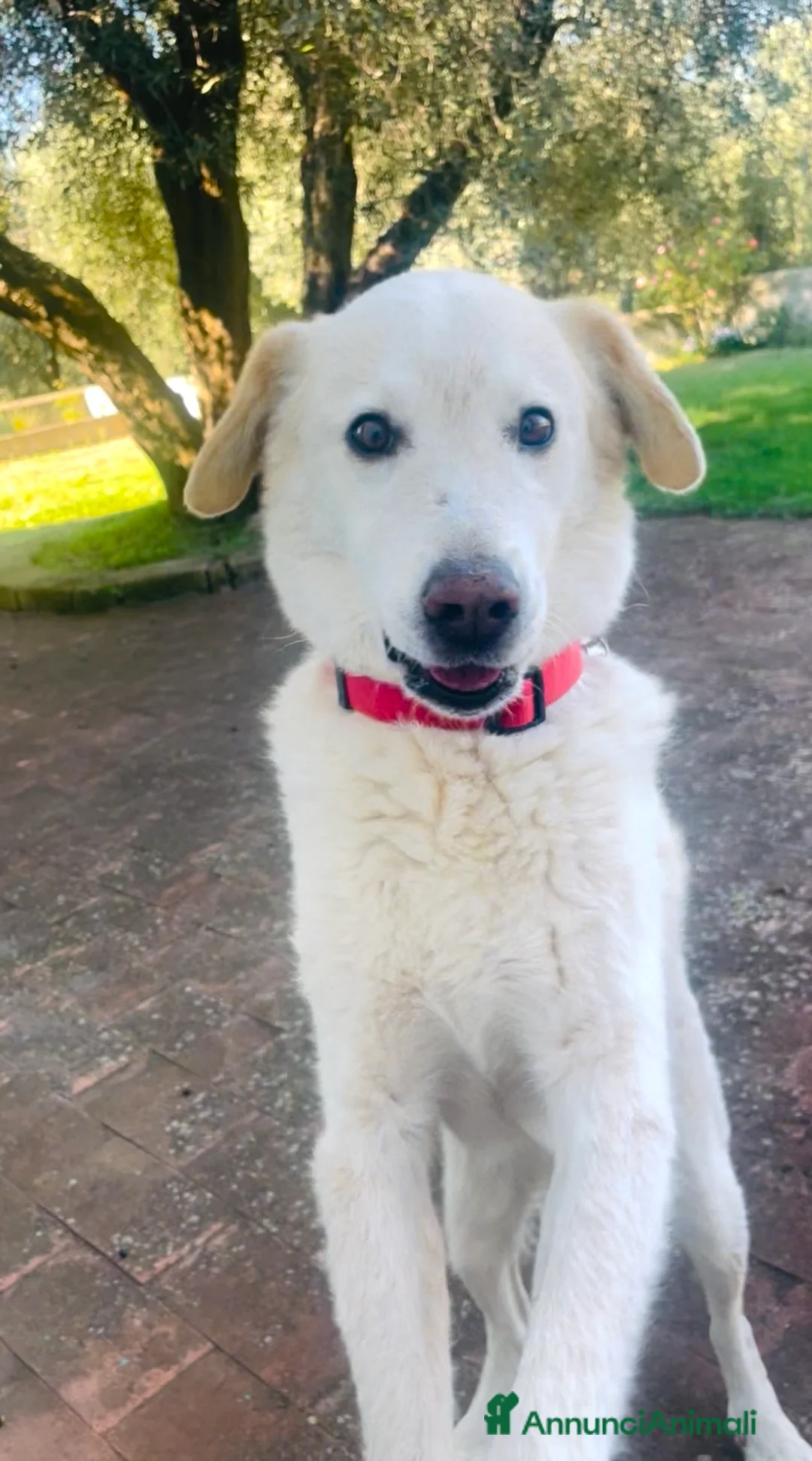 Meticcio cani in regalo: Femmine taglia media 2 mesi - Annuncio 2
