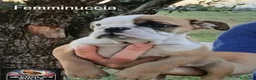 Bulldog cani in vendita: Cuccioli Bulldog Inglese  - Annuncio 5