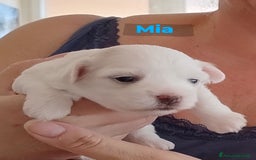 Maltese cani in vendita: Cucciole di Maltese  a Città metropolitana di Roma Capitale - Immagine 8