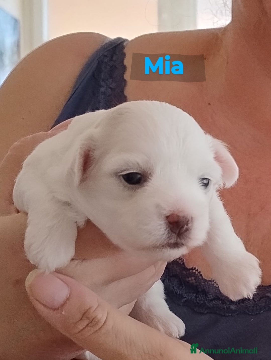 Maltese cani in vendita: Cucciole di Maltese  a Città metropolitana di Roma Capitale - Immagine 8