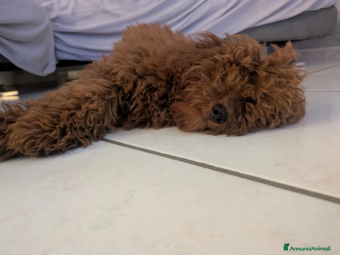 Barboncino Toy cani in vendita: Barboncino toy di 6 mesi - Annuncio 2