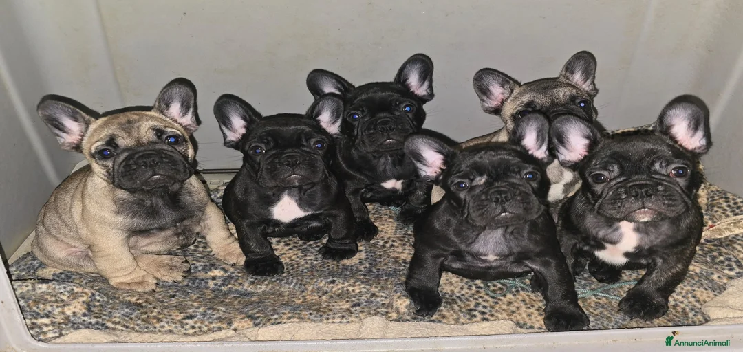 Immagine della galleria {{count}}